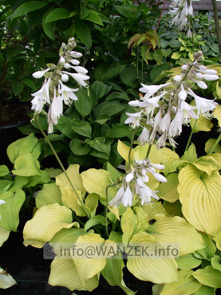 Hosta Hybride Piedmont Gold 02.jpg